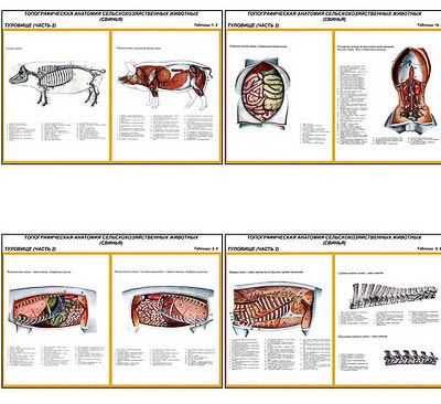 Плакаты ПРОФТЕХ "Топограф. анатомия. Свинья. Туловище" (12 пл, винил, 70х100)