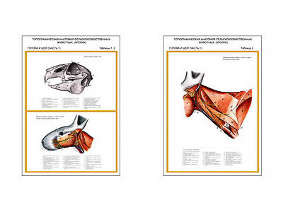 Плакаты ПРОФТЕХ "Топограф. анатомия. Кролик. Голова и шея" (2 пл, винил, 70х100)
