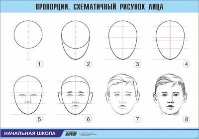 Таблица демонстрационная "Пропорции. Схематичный рисунок лица" (винил 70х100)