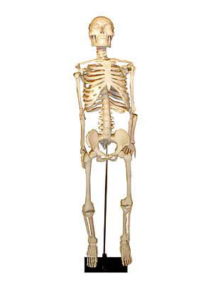 Скелет человека на штативе (85 см)
