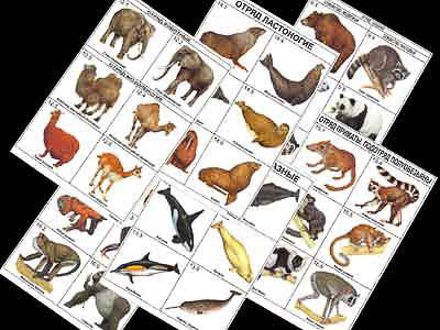 Комплект таблиц по зоологии раздат. "Разнообразие животных. Млекопитающие." (цвет., лам., 16 шт.)