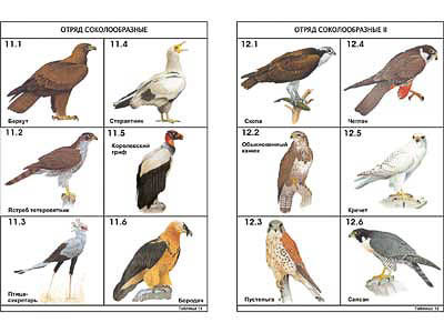 Комплект таблиц по зоологии раздат. "Разнообразие животных. Птицы." (цвет., лам., 16 шт.)