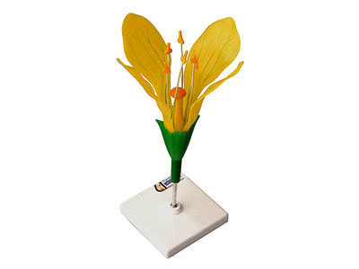 Модель цветка капусты