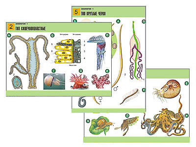 Комплект таблиц по биологии дем. "Зоология 1" (14 табл., формат А1, лам.)