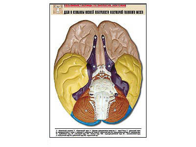 Рельефная таблица "Доли и извилины нижней поверхности полушарий головного мозга" (А1, матовое лам.)