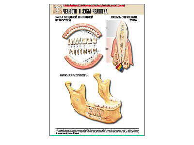 Рельефная таблица "Челюсти и зубы человека" (формат А1, матовое ламинир.)