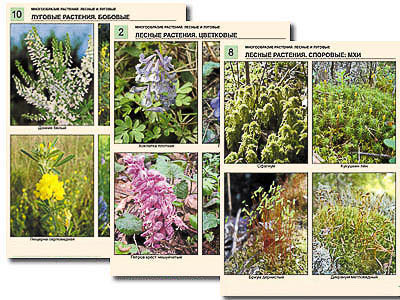 Комплект таблиц по ботанике раздат. "Многообразие растений. Лесные и луговые" (16 шт., лам.)