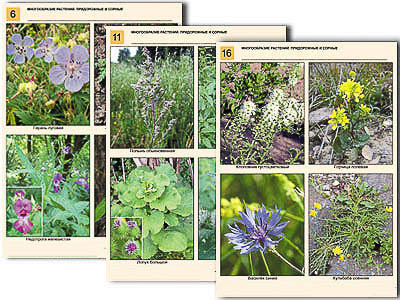 Комплект таблиц по ботанике раздат. "Многообразие растений. Придорожные и сорные" (16 шт., лам.)