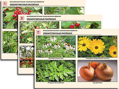 Комплект таблиц по ботанике раздат. "Многообразие растений. Лекарственные и ядовитые" (16 шт., лам.)